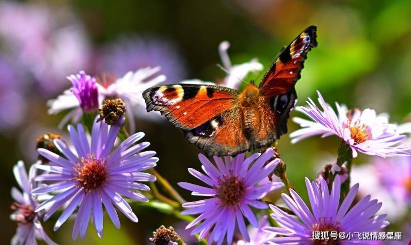 雨后飞花知底数  醉来赢取自由身是什么生肖|综合研究解释落实